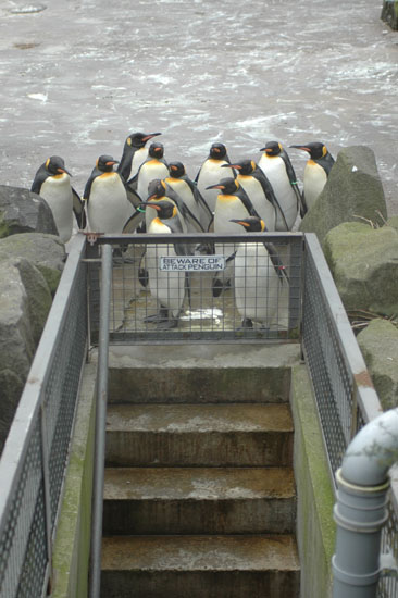 Attack Penguin