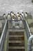 Attack Penguin