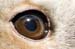 Tawny Owl Eye