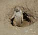 You Lookin at my Nuts